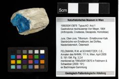 Foto (Objekt + Etiketten) von Gastrodorus neuhausense (Von Meyer, 1864) 